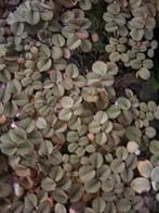 Aquariumplanten salvinia voor 10 plantjes, Dieren en Toebehoren, Vissen | Aquaria en Toebehoren, Ophalen of Verzenden, Plant(en), Steen of Hout