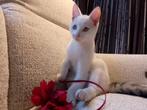 Wit kater kitten zacht en lief, Dieren en Toebehoren, Katten en Kittens | Overige Katten, Kater, Kortharig, 0 tot 2 jaar