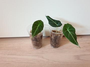 Baby alocasia Black Velvet, populaire kamerplanten beschikbaar voor biedingen