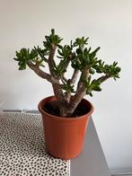 Crassula Ovata 'Gollum' Vetplant, Tuin en Terras, Planten | Tuinplanten, Volle zon, Vaste plant, Bloeit niet, Ophalen