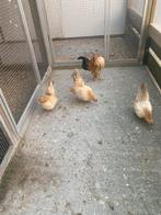 Serama kippen en  Broedeieren, Dieren en Toebehoren, Pluimvee, Geslacht onbekend, Kip