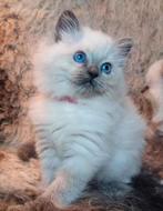 4 blue points ragdoll kittens, Dieren en Toebehoren, Katten en Kittens | Raskatten | Langhaar, Meerdere dieren, Ontwormd