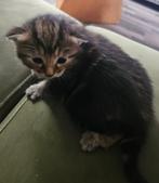 Laatste Kitten, Dieren en Toebehoren, Katten en Kittens | Raskatten | Korthaar, Meerdere dieren