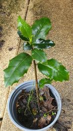 Hulst., Ophalen of Verzenden, Vijverplanten