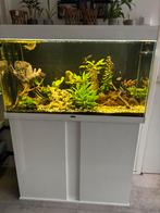 Compleet ciano aquarium 201 L, Dieren en Toebehoren, Vissen | Aquaria en Toebehoren, Ophalen, Zo goed als nieuw, Gevuld zoetwateraquarium