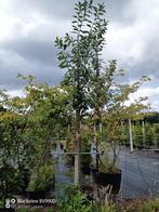 4 Laurierbomen Prunus novita +-300cm in pot, 250 tot 400 cm, Zomer, Volle zon, In pot