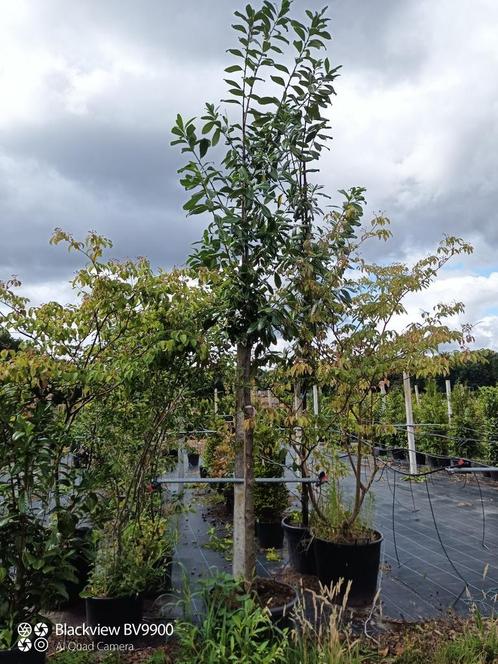 4 Laurierbomen Prunus novita +-300cm in pot, Tuin en Terras, Planten | Bomen, Overige soorten, 250 tot 400 cm, Volle zon, Zomer
