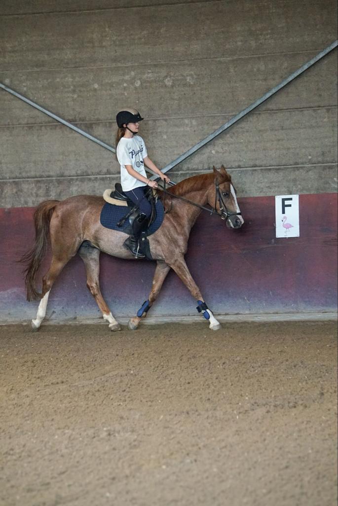 Fanatieke ruiter zoekt verzorgpony, Dieren en Toebehoren, Paarden en Pony's | Verzorgingsproducten, Ophalen of Verzenden