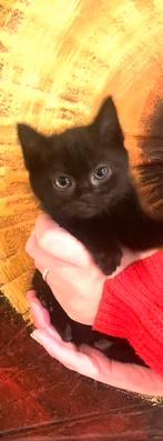 Kittens, Dieren en Toebehoren, Katten en Kittens | Raskatten | Korthaar, Meerdere dieren, Ontwormd