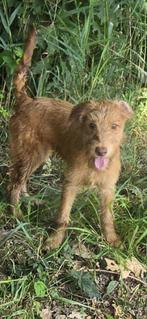 Labradoodle pup, Reu, CDV (hondenziekte), 8 tot 15 weken, Labrador retriever