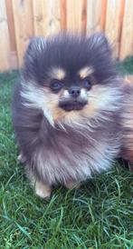 Prachtige Black&Tan Pomeriaan pup Teefje Bearface, 15 weken tot 1 jaar, Teef, Eén hond, Nederland