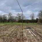 tilia cordata, Tuin en Terras, Overige soorten, Ophalen of Verzenden