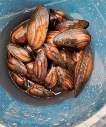100 vijvermosselen zoetwatermosselen algeneters  beschikbaar voor biedingen
