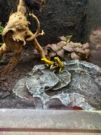 Phyllobates bicolor, Amfibie, 0 tot 2 jaar