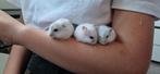 Russische dwerghamsters 4 weken oud handtam, Meerdere dieren, Hamster