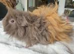Lunkarya cavia beer, Dieren en Toebehoren, Juni, Mannelijk, Cavia