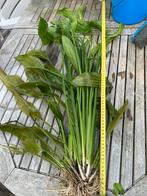 Mooie grote Echinodorus aquariumplant ruim 80cm hoig, Ophalen