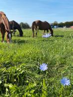 Stalhulp gezocht! Brielle, Dieren en Toebehoren, Stalling en Weidegang