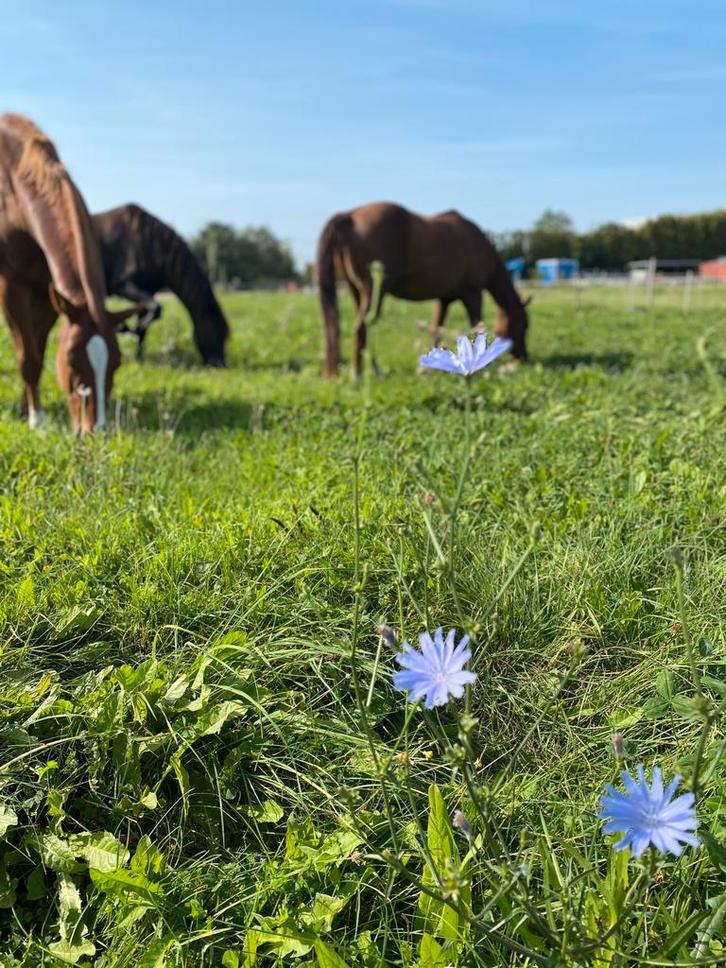 Stalhulp gezocht! Brielle, Dieren en Toebehoren, Stalling en Weidegang