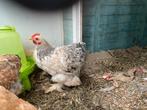 2 mooie chochin haantjes van mei’25, Dieren en Toebehoren, Pluimvee, Mannelijk, Kip