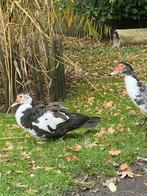 2 Kaapse / Muskus eenden zoeken nieuw huisje, Dieren en Toebehoren, Pluimvee, Vrouwelijk, Eend