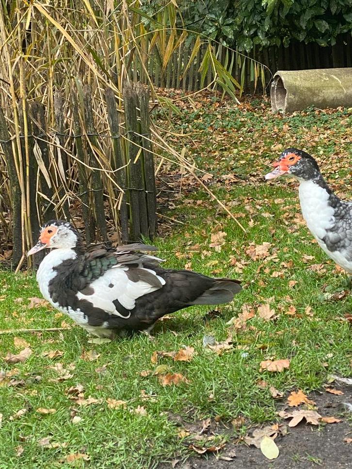 2 Kaapse / Muskus eenden zoeken nieuw huisje, Dieren en Toebehoren, Pluimvee, Eend, Vrouwelijk