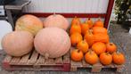 Halloween pompoenen en reuzepompoenen, Tuin en Terras, Ophalen, Nieuw