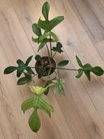 Zeldzame Philodendron Florida Ghost, Huis en Inrichting, Kamerplanten, Overige soorten, In pot, Minder dan 100 cm, Groene kamerplant