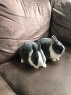 Twee jonge konijntjes erg lief. Éen met blauwe oogjes!, Dieren en Toebehoren, Mannelijk, 0 tot 2 jaar