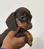 Teckel pups korthaar, Dieren en Toebehoren, Honden | Teckels en Dashonden, Nederland, CDV (hondenziekte), 8 tot 15 weken, Korthaar