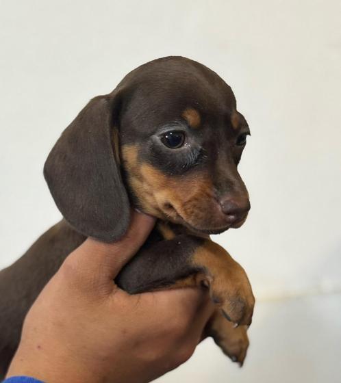 Teckel pups korthaar, Dieren en Toebehoren, Honden | Teckels en Dashonden, Meerdere dieren, Korthaar, Dwerg, Fokker | Professioneel