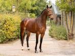 Leuke 7 jarige merrie!, Dieren en Toebehoren, Paarden, Merrie, Z, Dressuurpaard, 7 tot 10 jaar