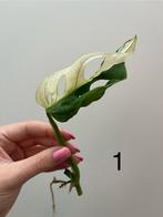 Monstera adansonii variegata, Huis en Inrichting, Kamerplanten, Overige soorten, Minder dan 100 cm, Halfschaduw, Ophalen