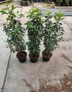 mooie portugese laurier lusitanica Angustifolia staan in pot, Ophalen of Verzenden, Laurier, 100 tot 250 cm