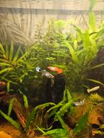 Gratis vrouwtjes guppies, Vis, Zoetwatervis, Schoolvis