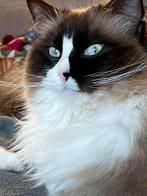 Ragdol meisje , seal mink, zeer lief, 1,5 jaar met stamboom, Dieren en Toebehoren, Poes, Gechipt, 0 tot 2 jaar