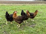 Mooie tamme Harco kippen gesekst en ingeënt | goede leggers, Dieren en Toebehoren, Pluimvee, Vrouwelijk, Kip