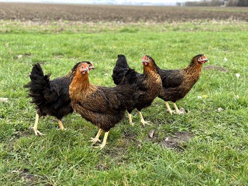 Mooie tamme Harco kippen gesekst en ingeënt | goede leggers, Dieren en Toebehoren, Pluimvee, Kip, Vrouwelijk
