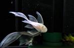 Ancistrus snow white longfin (gezocht), Vis