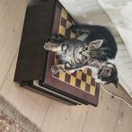 Kitten 8weken te koop. Bieden vanaf 100, Dieren en Toebehoren, Poes, Kortharig, 0 tot 2 jaar