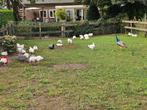 Hanen, Dieren en Toebehoren, Pluimvee, Vrouwelijk, Kip