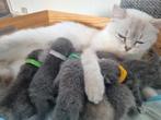Britse korthaar kittens, Dieren en Toebehoren, Katten en Kittens | Raskatten | Langhaar, Meerdere dieren, Ontwormd