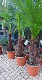 Palmboom trachycarpus fortunei winterhard., Volle zon, Ophalen, Palmboom, 100 tot 250 cm