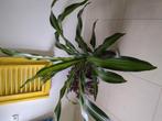Drakenbloedboom / dracaena, Ophalen, Overige soorten, Minder dan 100 cm