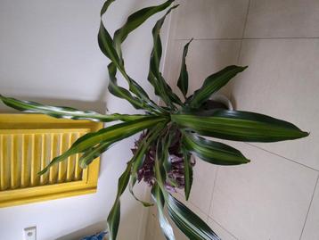 Drakenbloedboom / dracaena beschikbaar voor biedingen