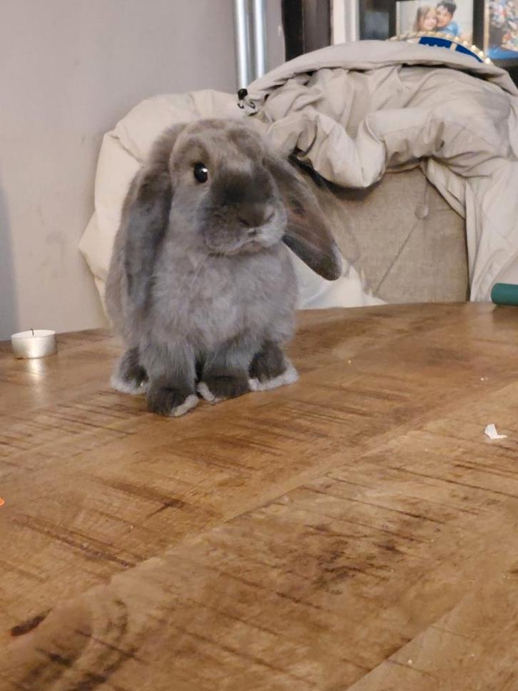 Konijn te koop, Dieren en Toebehoren, Konijnen