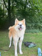 Akira inu dekreu (niet te koop), Dieren en Toebehoren, Honden | Dekreuen, Particulier, Rabiës (hondsdolheid), 3 tot 5 jaar, Reu