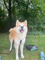 Akira inu dekreu (niet te koop), Dieren en Toebehoren, Honden | Dekreuen, Rabiës (hondsdolheid), Reu, Eén hond, 3 tot 5 jaar