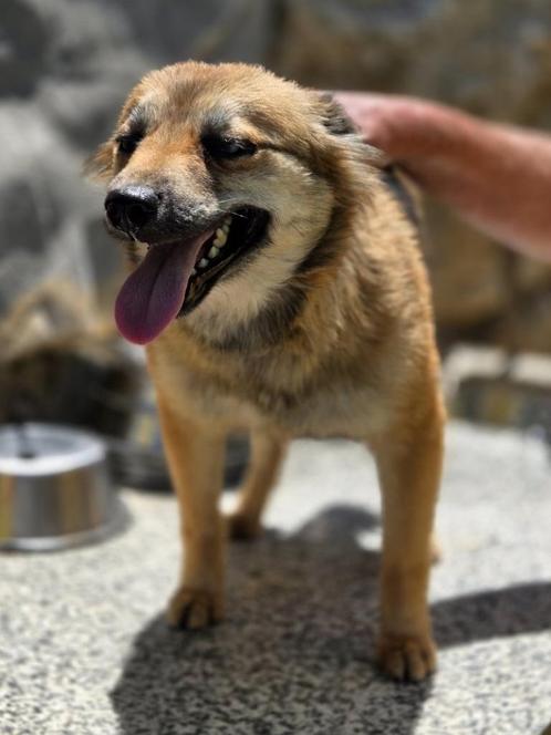 ACE: Carol is sociaal en hartelijk, Dieren en Toebehoren, Honden | Niet-rashonden, Klein, Teef, Particulier, Eén hond, Buitenland