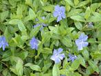 Vinca/ kleine maagdenpalm stekjes te koop, Ophalen of Verzenden, Bodembedekkers, Halfschaduw